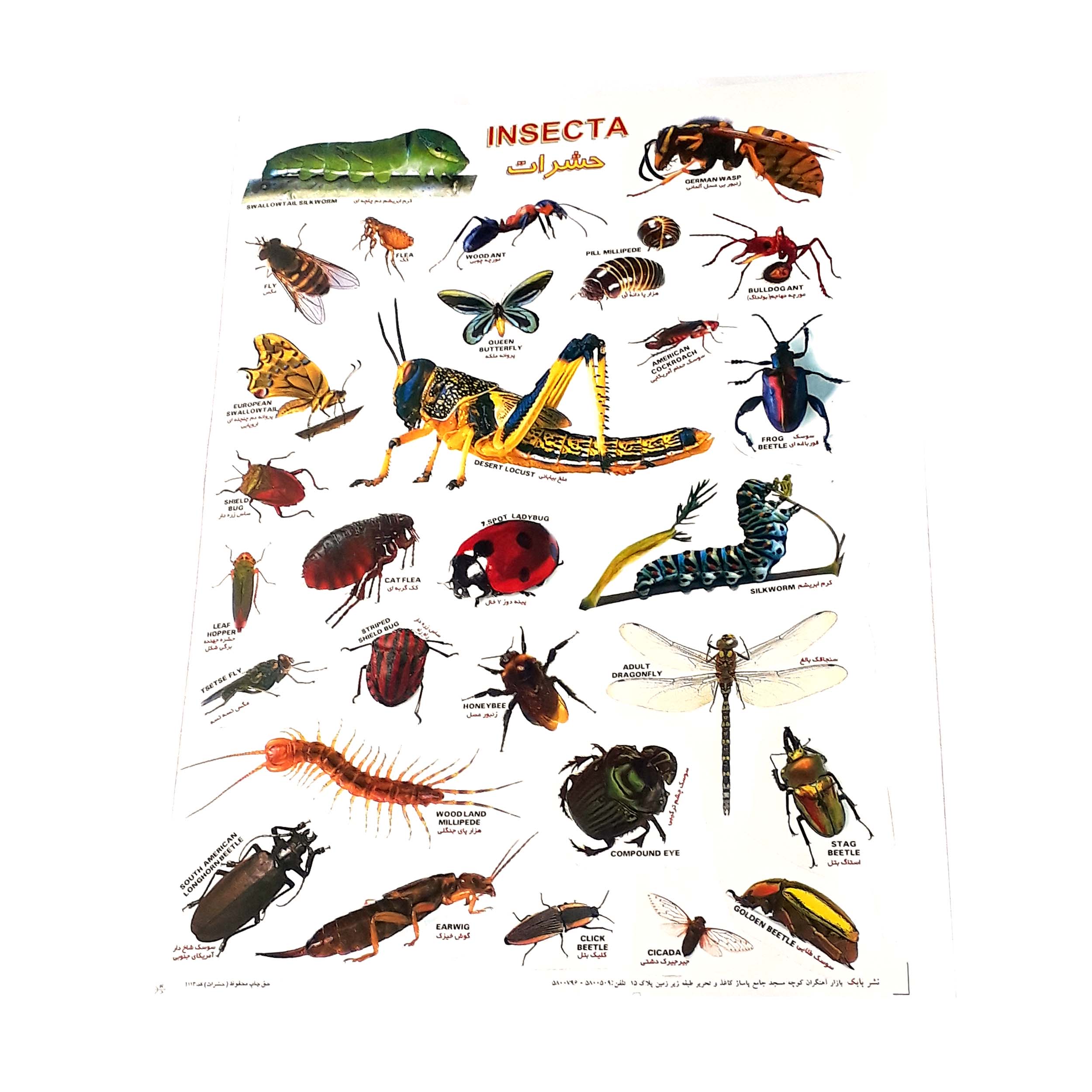 برچسب آموزشی حشرات